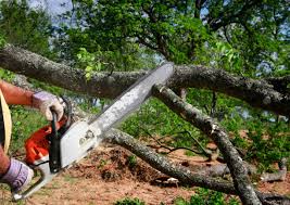 Reliable El Rio, CA Tree Removal and Landscaping Services Solutions